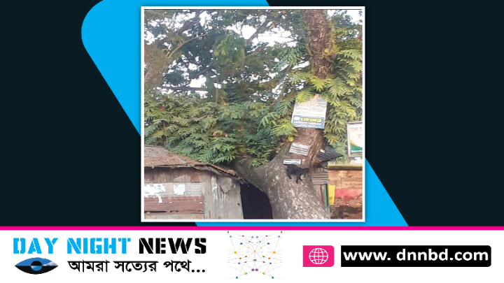 উমেদগর সরকারি প্রাথমিক বিদ্যালয়ের পাশে হেলে পড়েছে শতবর্ষী বৃক্ষ।